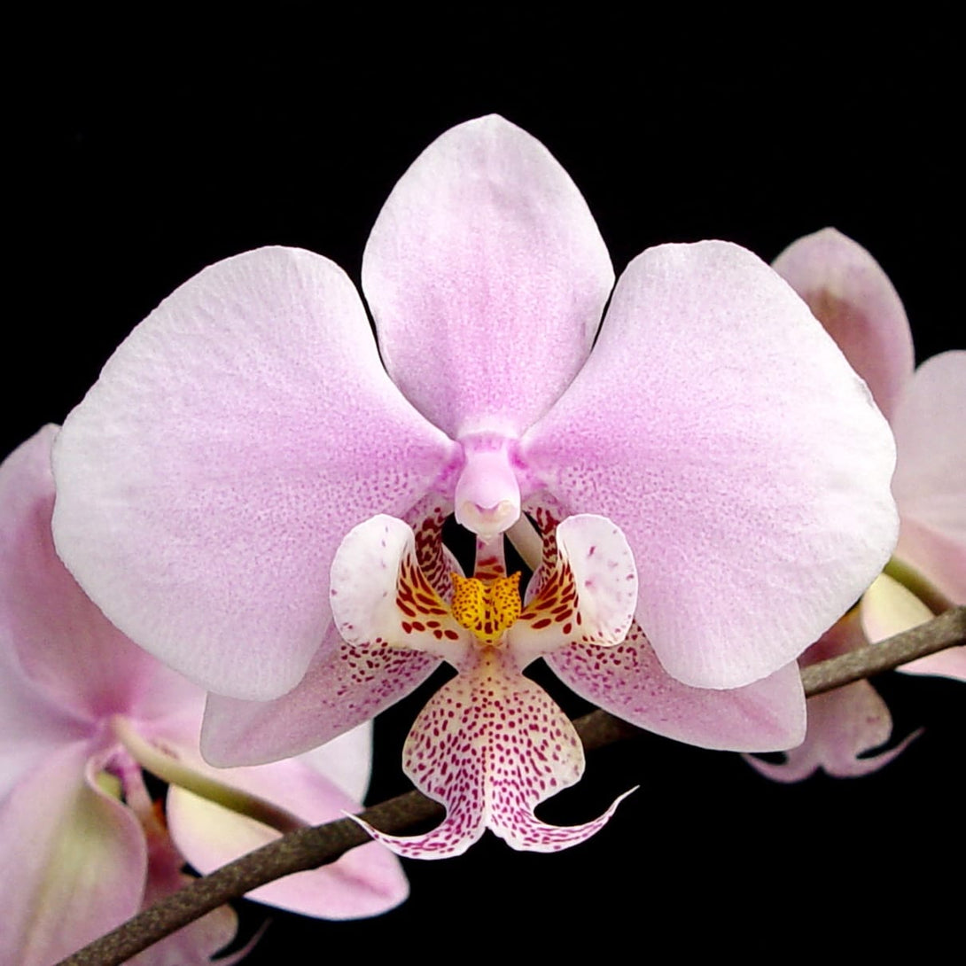 Phalaenopsis schilleriana 'MSH'