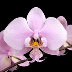 Phalaenopsis schilleriana 'MSH
