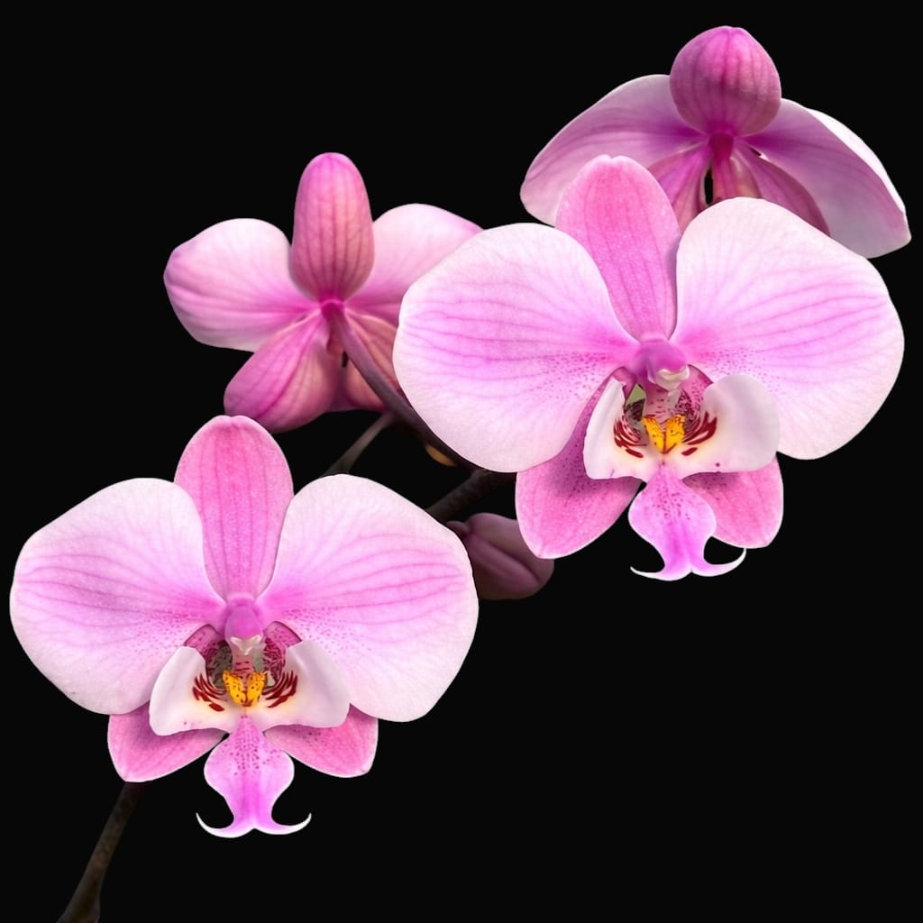 Phalaenopsis schilleriana 'Stripes'
