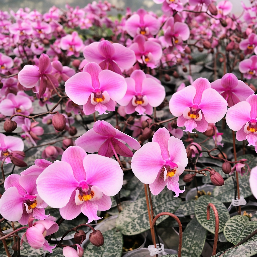 Phalaenopsis schilleriana 'Stripes'