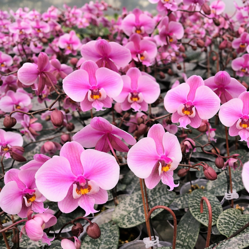 Phalaenopsis schilleriana 'Stripes'