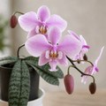 Phalaenopsis schilleriana 'TKB'