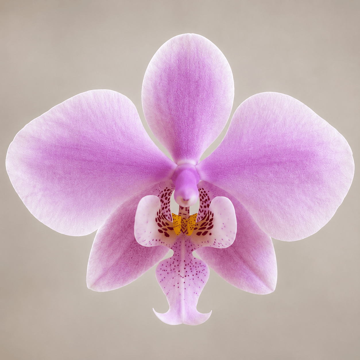 Phalaenopsis schilleriana 'TKB'
