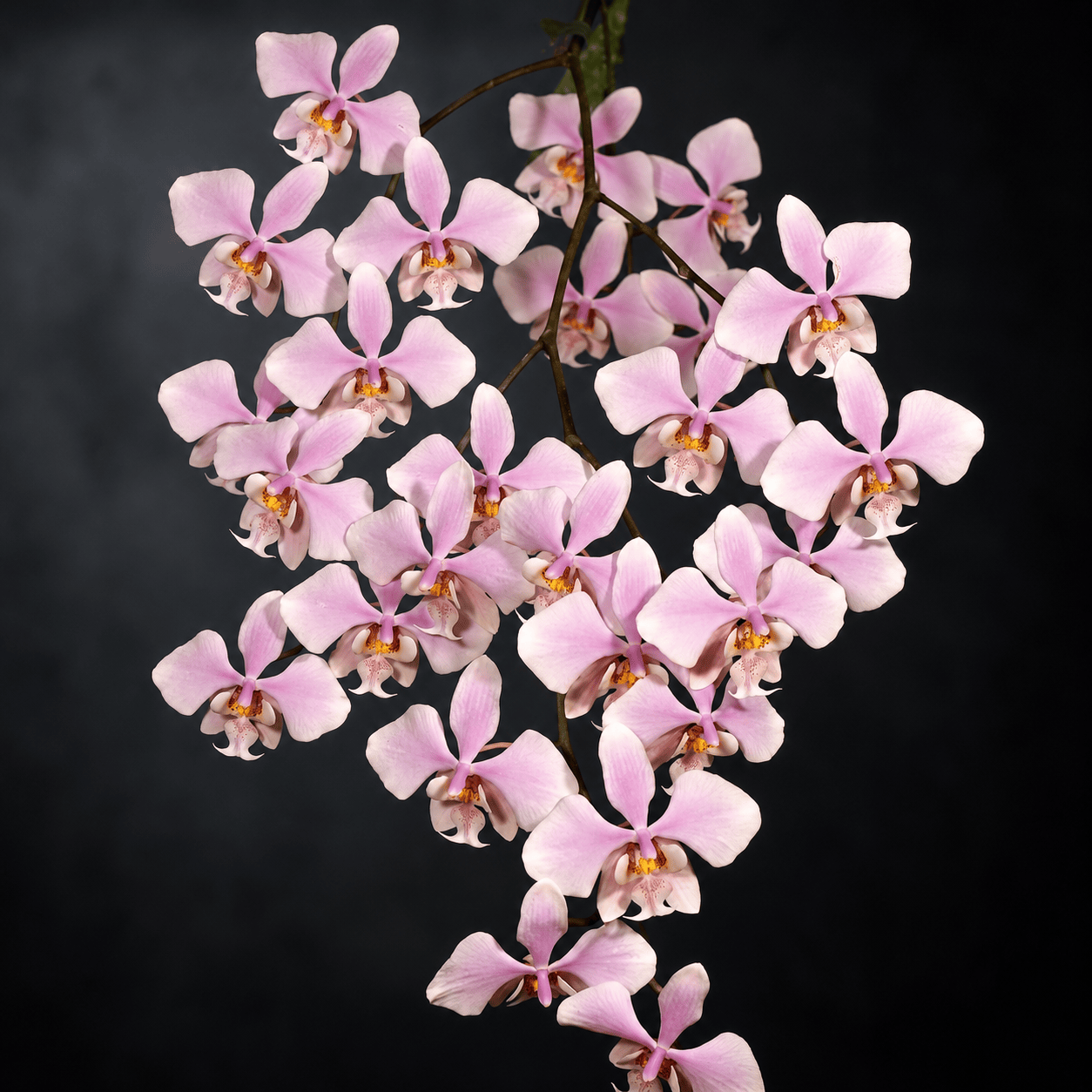 Phalaenopsis schilleriana