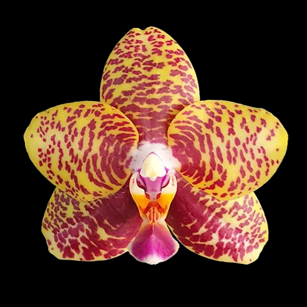 Phalaenopsis Sogo Pony