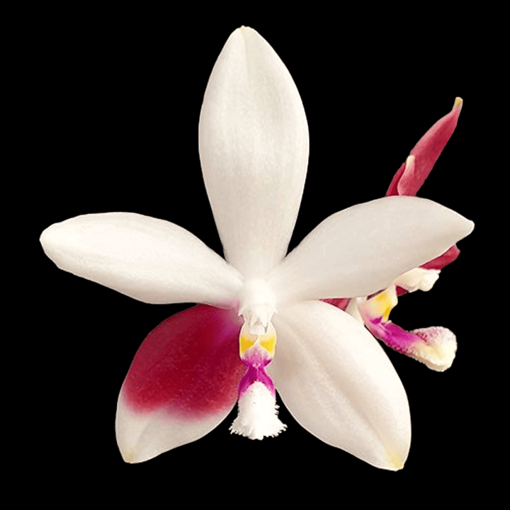 Phalaenopsis speciosa 'Big Red'