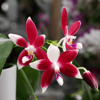 Phalaenopsis speciosa 'Big Red'