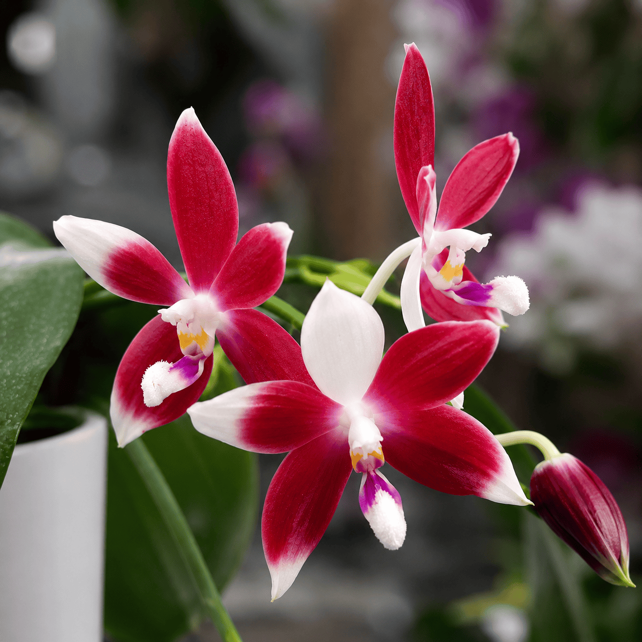 Phalaenopsis speciosa 'Big Red'