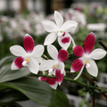 Phalaenopsis speciosa 'Big Red'