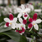 Phalaenopsis speciosa 'Big Red'