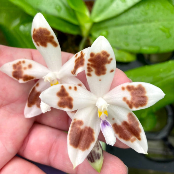 Phalaenopsis speciosa 'Brown Spots'