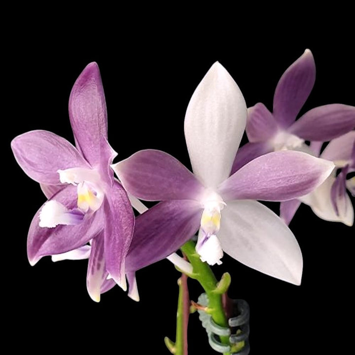 Phalaenopsis speciosa 'Purple Mountain'