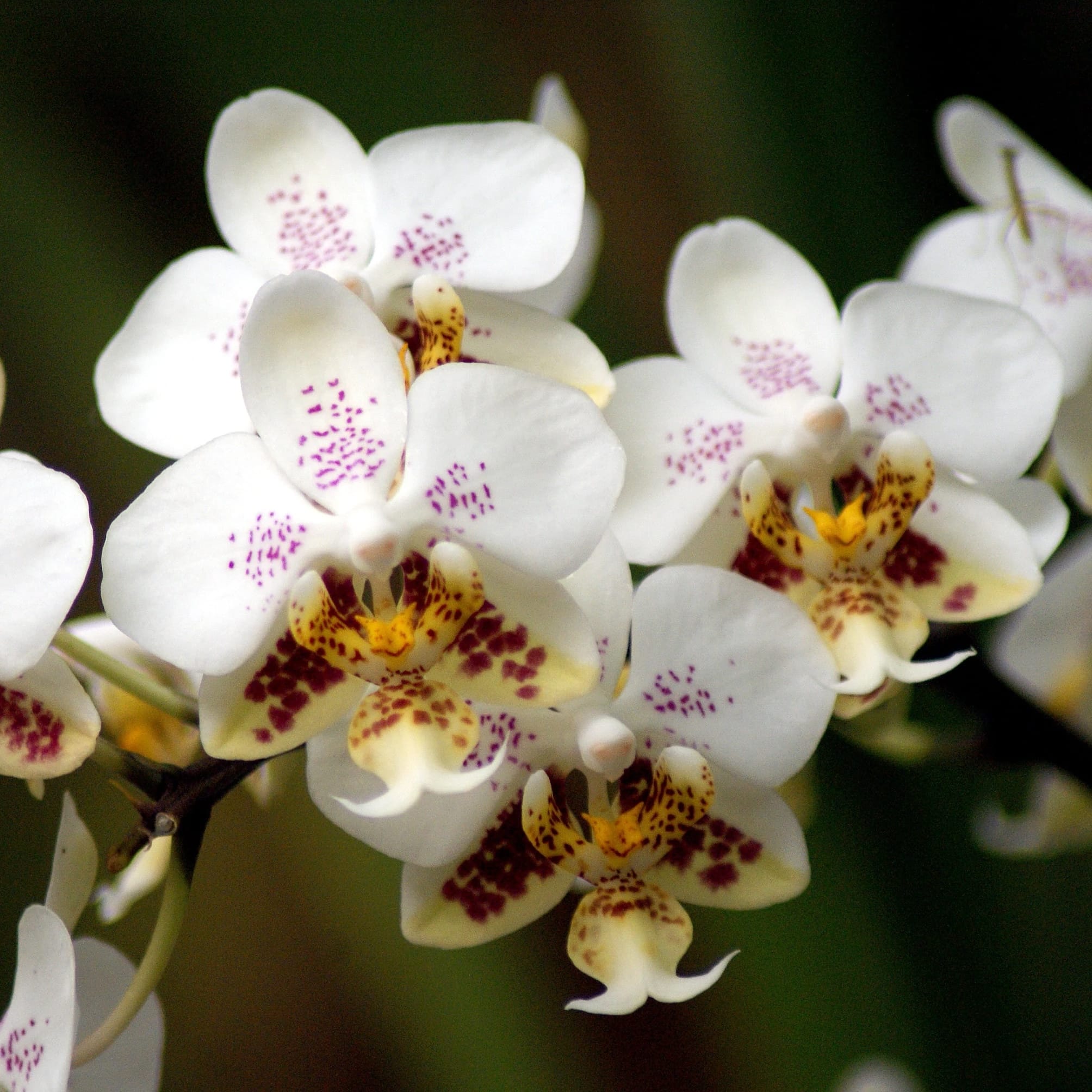 Phalaenopsis stuartiana 'Sogo' HCC/AOS