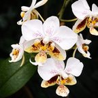 Phalaenopsis stuartiana 'Sogo' HCC/AOS