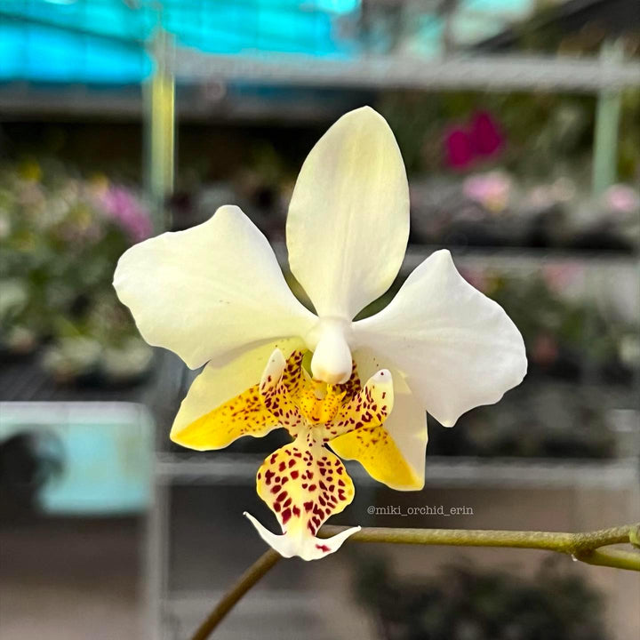 Phalaenopsis stuartiana var. nobilis '915'