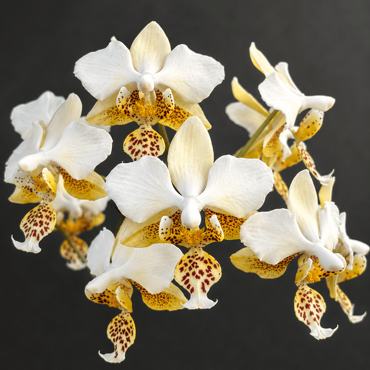 Phalaenopsis stuartiana var. nobilis '915'