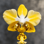Phalaenopsis stuartiana var. nobilis '915'