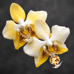 Phalaenopsis stuartiana var. nobilis '915'