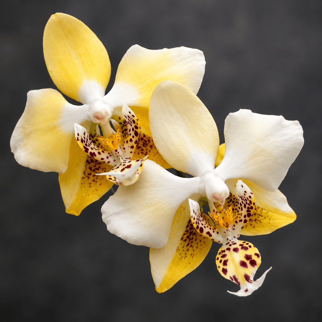 Phalaenopsis stuartiana var. nobilis '915'