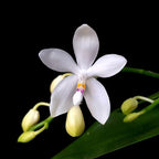 Phalaenopsis tetraspis 'C2'