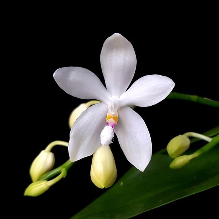 Phalaenopsis tetraspis 'C2'