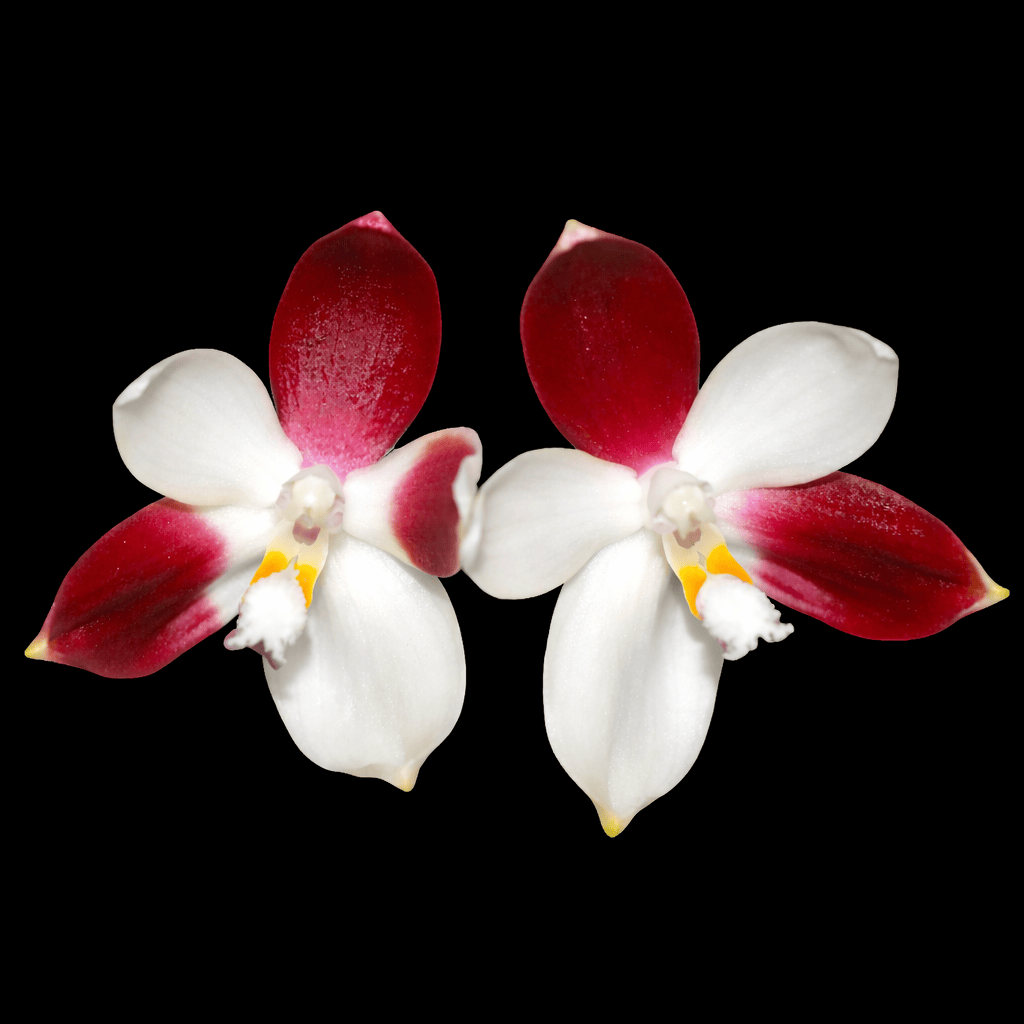 Phalaenopsis tetraspis 'C2'