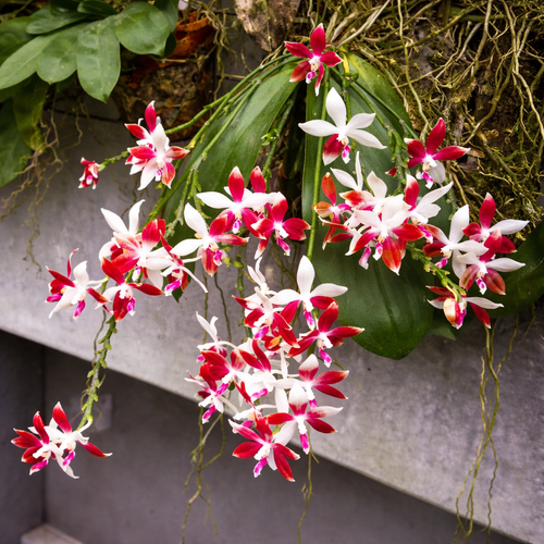 Phalaenopsis tetraspis 'C2'