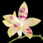 Phalaenopsis tetraspis 'Doodle'