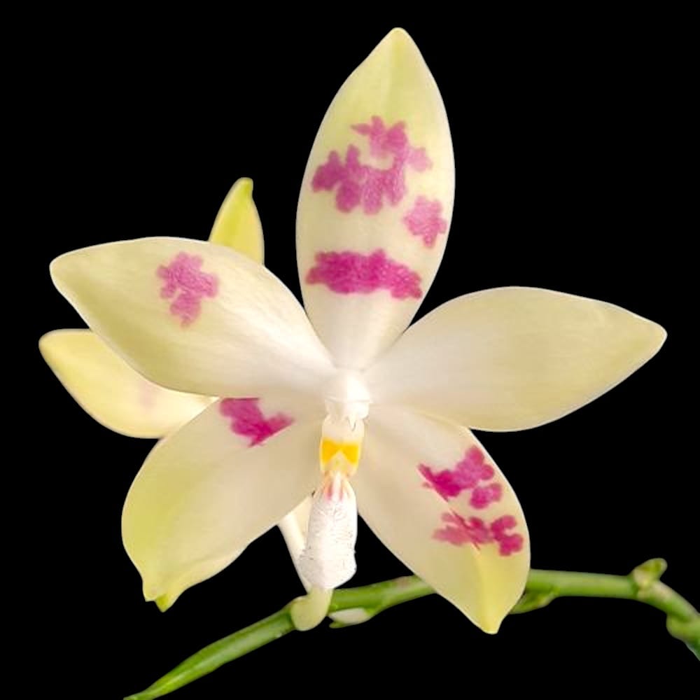 Phalaenopsis tetraspis 'Doodle'