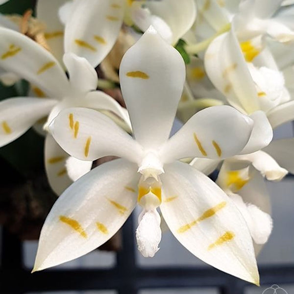 Phalaenopsis tetraspis 'Mr. Huang'