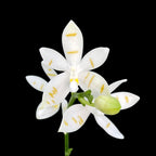 Phalaenopsis tetraspis 'Mr. Huang'