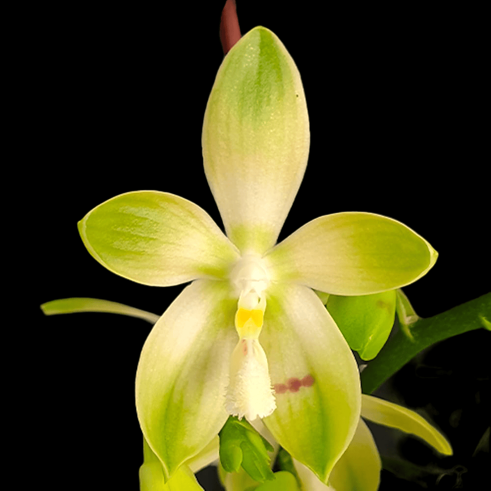 Phalaenopsis tetraspis 'Wisp'