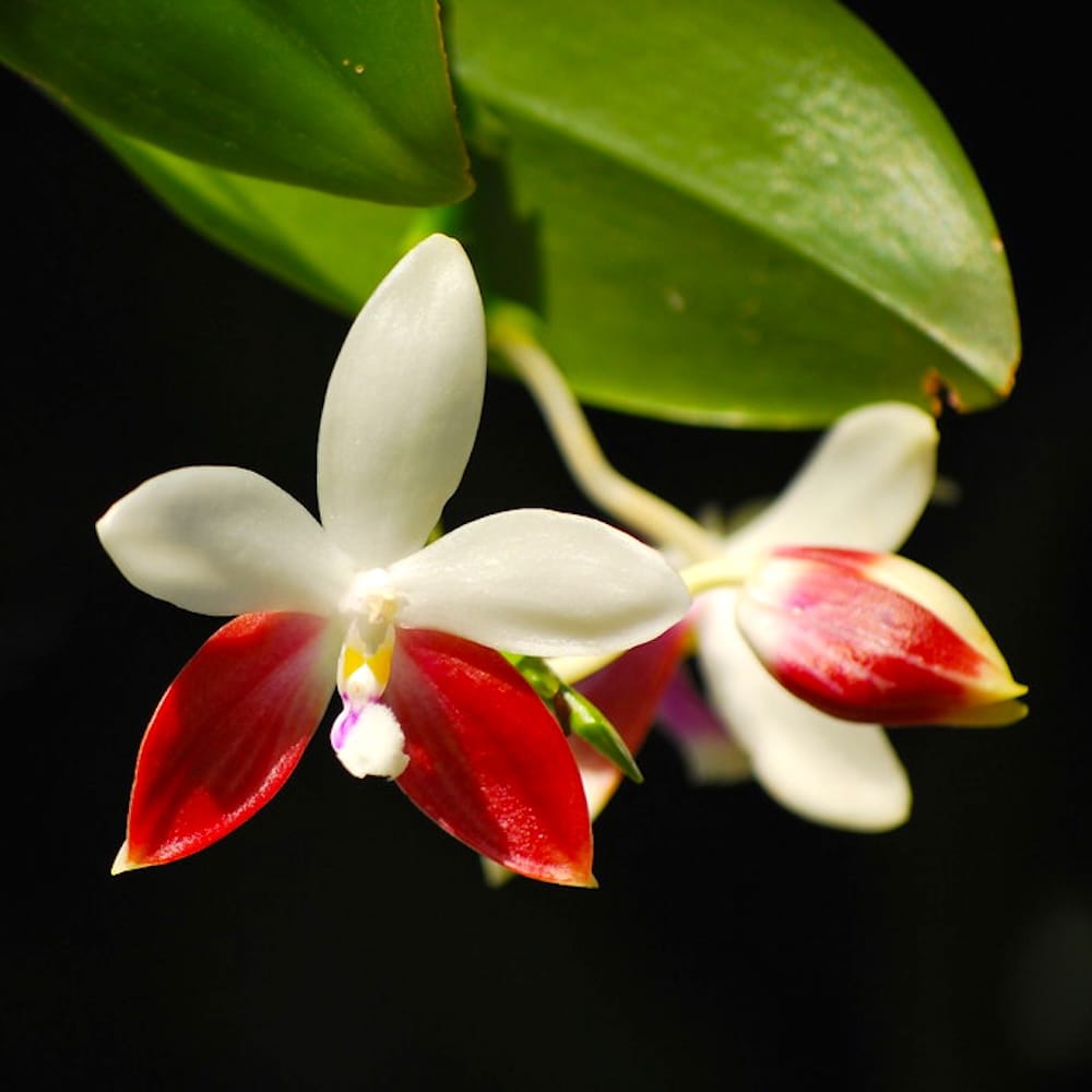 Phalaenopsis tetraspis 'C2'