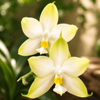 Phalaenopsis violacea var. alba