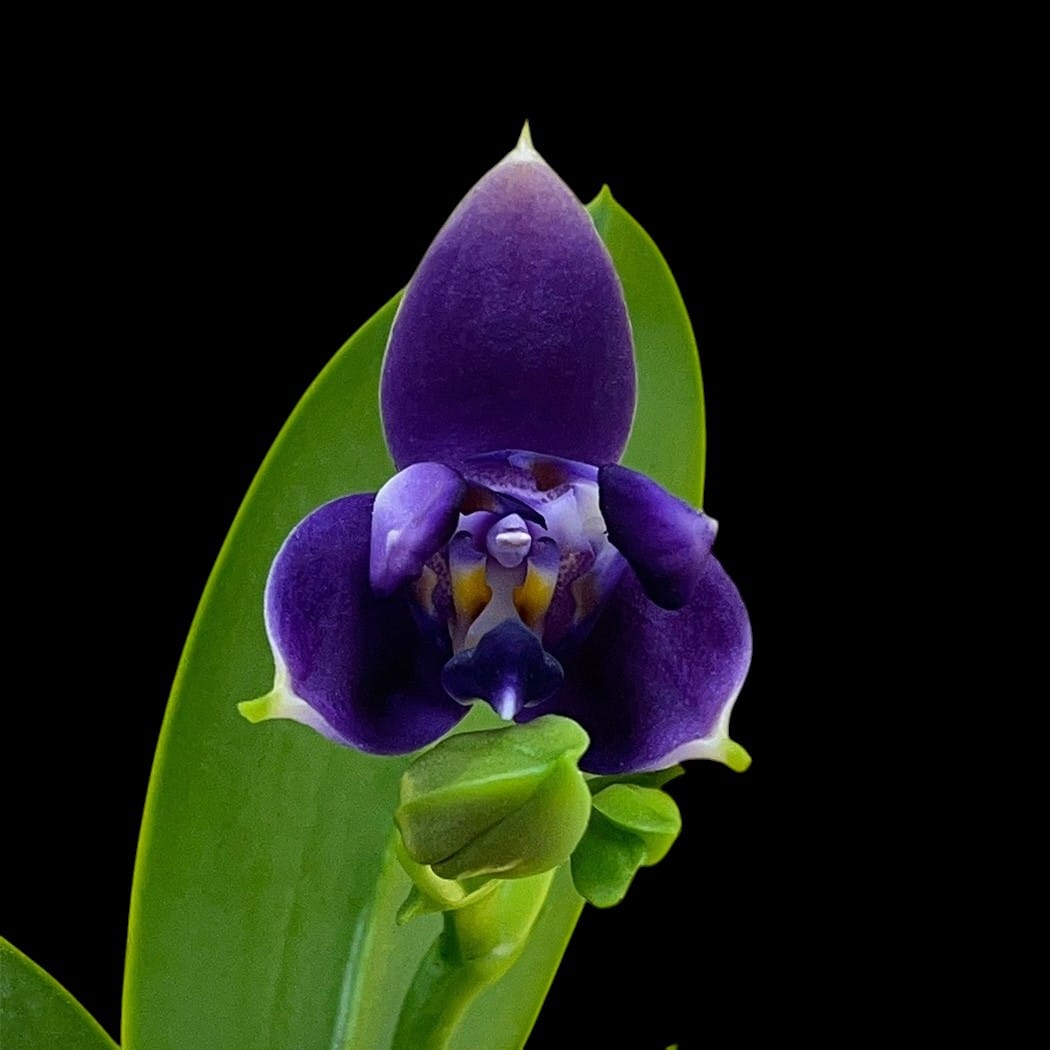 Phalaenopsis violacea var. indigo (peloric - 3-lips)