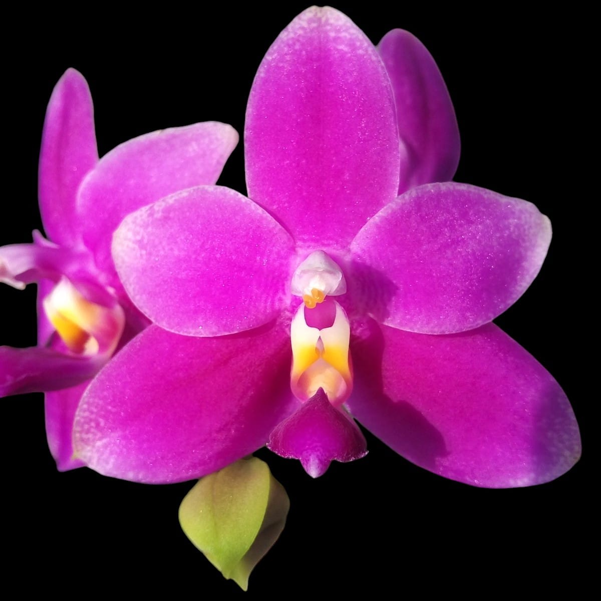 Phalaenopsis violacea var. indigo red 'MIKI'