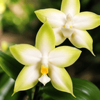 Phalaenopsis violacea var. alba