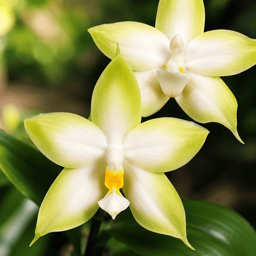 Phalaenopsis violacea var. alba