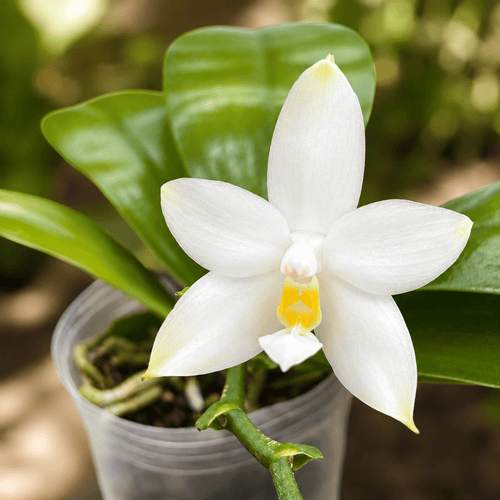 Phalaenopsis violacea var. alba