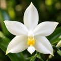 Phalaenopsis violacea var. alba