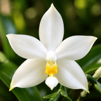 Phalaenopsis violacea var. alba