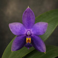 Phalaenopsis violacea var. coerulea 'KF-lan'