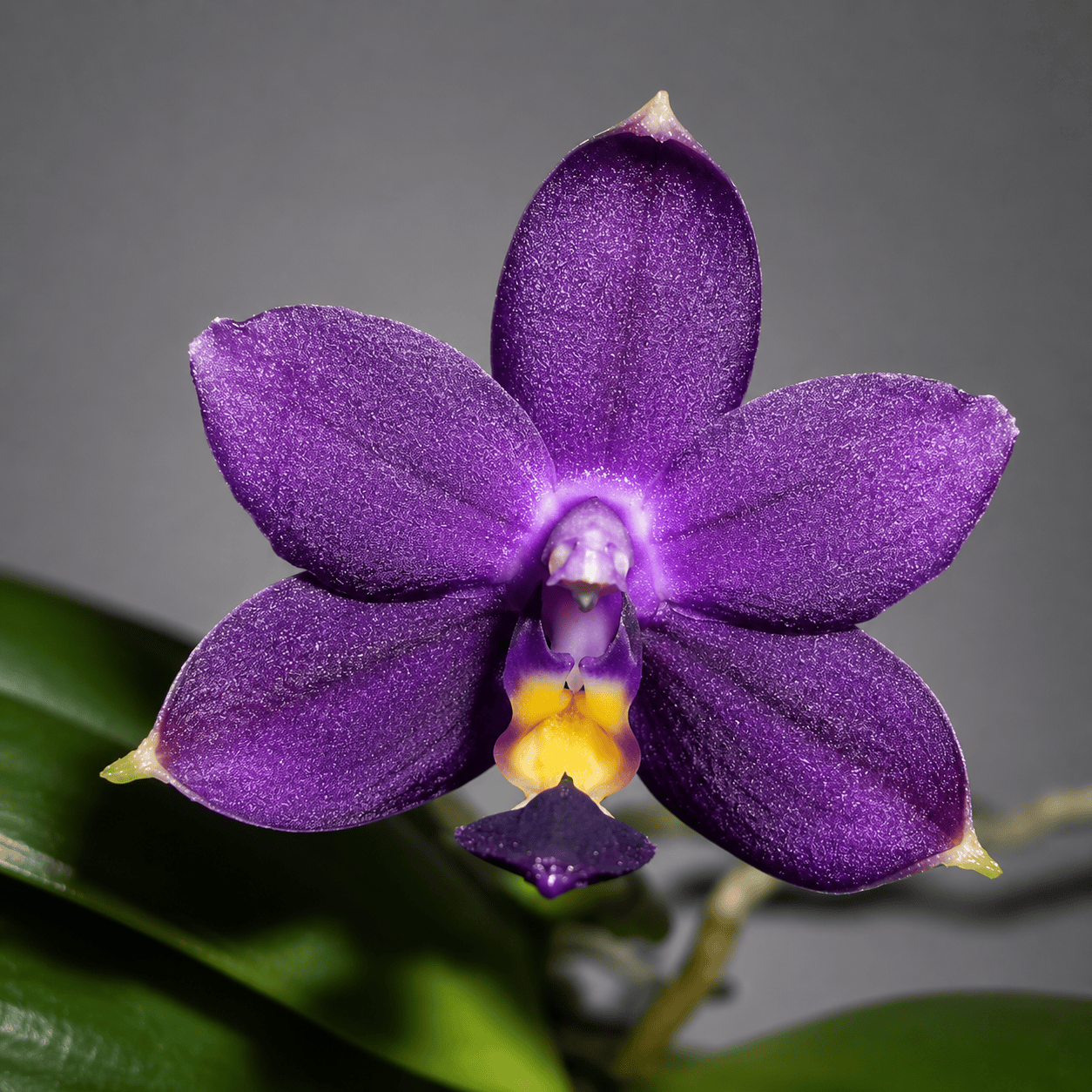 Phalaenopsis violacea var. indigo