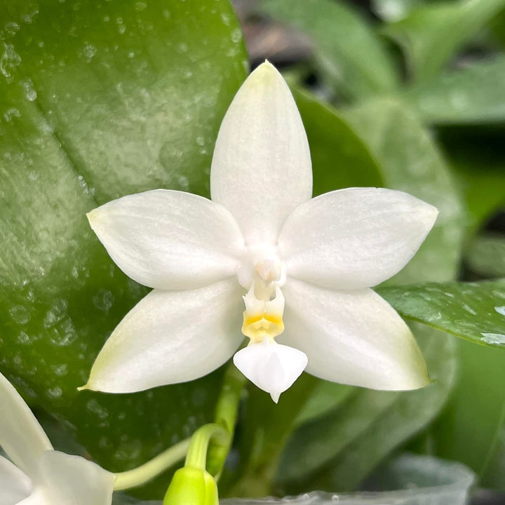 Phalaenopsis violacea var. alba