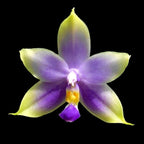 Phalaenopsis violacea var. coerulea