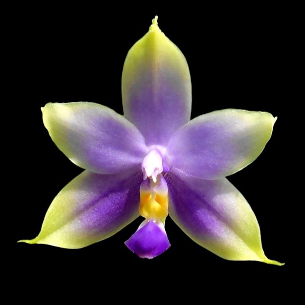Phalaenopsis violacea var. coerulea