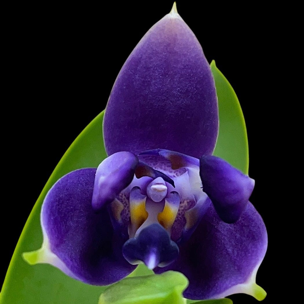 Phalaenopsis violacea var. indigo (peloric - 3-lips)