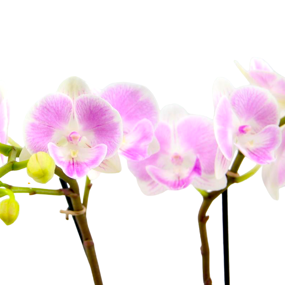 Phalaenopsis Xanadu - grande labbro