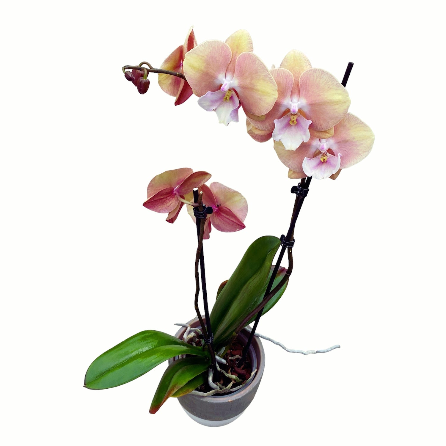 Phalaenopsis 'Limited #43’ big lip
