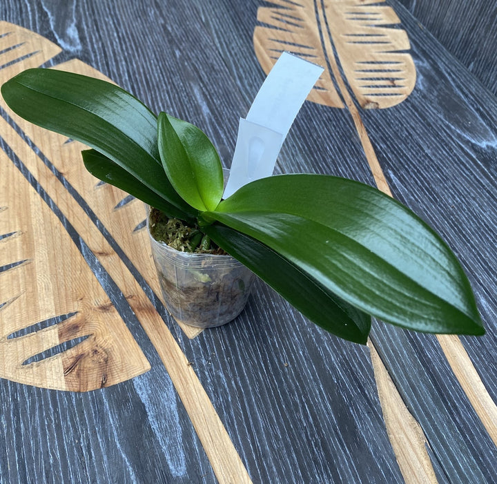 Phalaenopsis intermedia 'Yellow Lip' (natural hybrid)